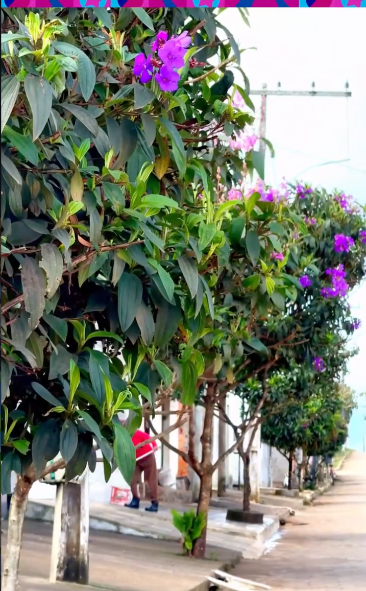 Imagem da notícia: Arborização urbana transforma a paisagem e fortalece a qualidade de vida em Mata Verde